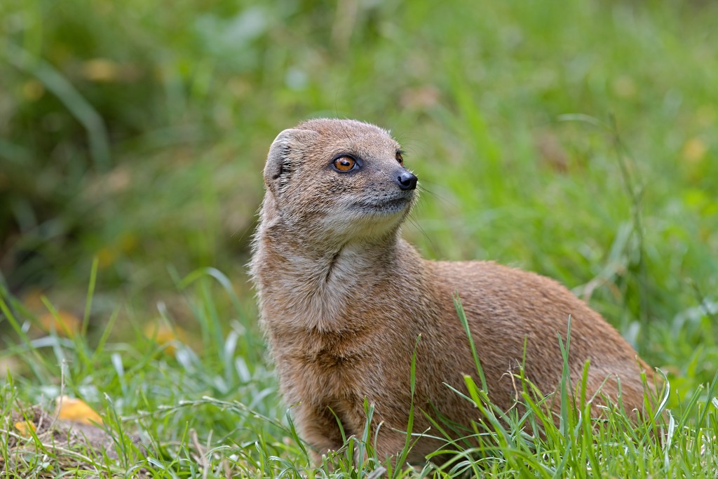 zoogdieren hdr natuur huisdieren zoogdier huisdier mammalia natuurmonumenten staatsbosbeheer zoo dierentuin